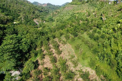 Hà Giang tìm cách phục hồi diện tích cam sành bị suy thoái ở Bắc Quang