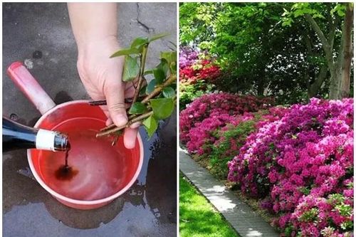 Tưới thứ gia vị này vào đất, hoa giấy sẽ không bao giờ vàng lá, hoa nở rực rỡ quanh năm