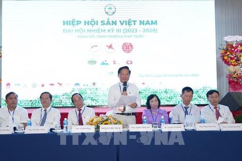 Ngành sắn Việt Nam đặt mục tiêu đến năm 2028 xuất khẩu đạt 2 tỷ USD/năm