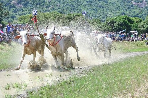 Tri Tôn sẽ tổ chức Hội đua bò Bảy Núi năm 2023