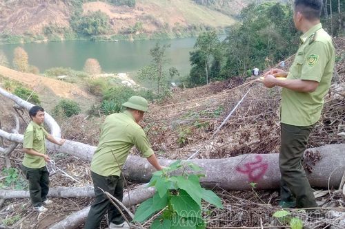 Phát hiện và xử lý trên 270 vụ vi phạm Luật Lâm nghiệp