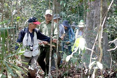 Kho tàng cây thuốc nam của Việt Nam