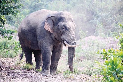 Đồng Nai dẫn đầu vùng Đông Nam bộ về đa dạng sinh học