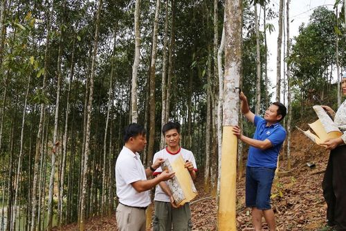 Kinh tế nông nghiệp Lào Cai chuyển dịch sang chiều sâu