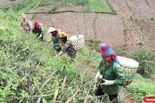 Chiềng Khương vào vụ thu hoạch dứa