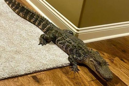 Mỹ: Cặp đôi sốc nặng vì cá sấu 'đột nhập' vào nhà giữa đêm