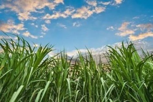 Indonesia sẽ sản xuất cồn sinh học từ mía và sắn