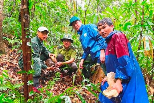 Để rừng xanh mãi bình yên