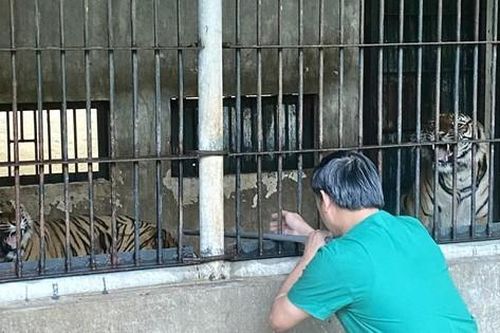 Chép ở bệnh viện thú hoang