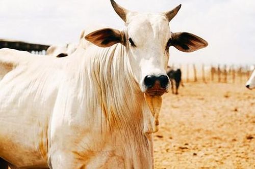 Con bò trắng khổng lồ đắt nhất thế giới, được định giá hơn trăm tỉ đồng