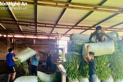 Nắng hạn, giá chè nguyên liệu ở Nghệ An tăng cao