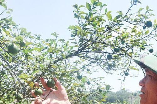 Vắng bóng cây chanh bản địa tại 'thủ phủ' chanh Nam Kim