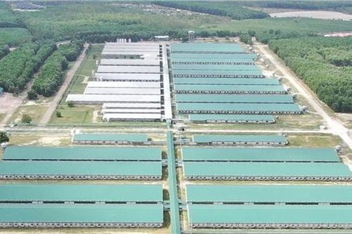 Công ty nông nghiệp gần 2 tỷ USD của Thaco