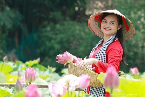 Sen hồng nở rộ, tấp nập du khách check-in