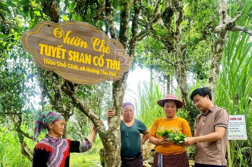 Công nhận quần thể cây chè Shan tuyết cổ thụ tại xã Hoàng Thu Phố là Cây Di sản Việt Nam