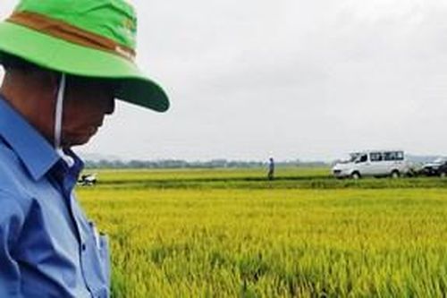 Thúc đẩy hợp tác xã chuỗi giá trị