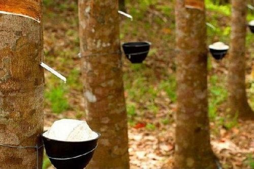 Cao su Phước Hòa sẽ chia cổ tức năm 2023 với tỷ lệ tối thiểu 30%