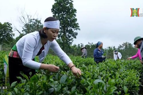 Một ngày của những người hái chè