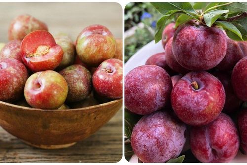 Ăn mận nhiều có tốt không?