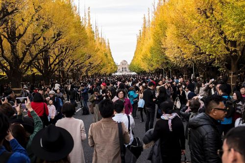 Tranh cãi dự án đốn 1.000 cây để xây khu thương mại ở Tokyo
