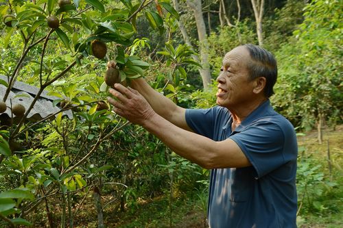 Đưa cây thoát nghèo về 'thủ phủ thuốc phiện'