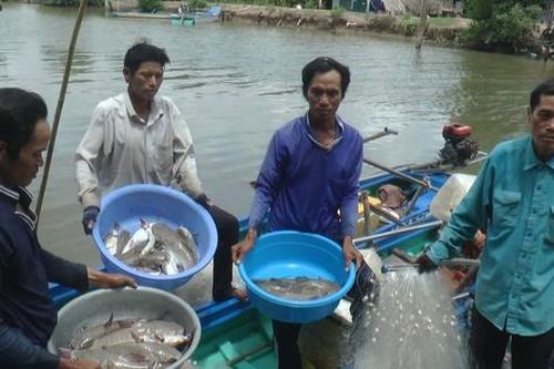 Người dân 'vùng đất cuối trời' săn cá vồ chó, thu tiền triệu mỗi ngày