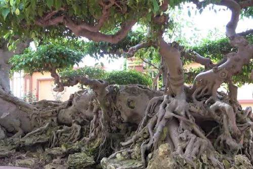 Cận cây sanh thế 'lạ' ở thủ phủ cây cảnh miền Bắc, dân làng coi như 'bảo vật' dù 10 tỷ cũng không bán