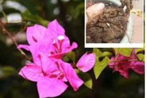 Hoa giấy chỉ tưới nước chưa đủ: Hòa thêm vài thìa này vào, hoa nở rộ, lá xanh tốt quanh năm