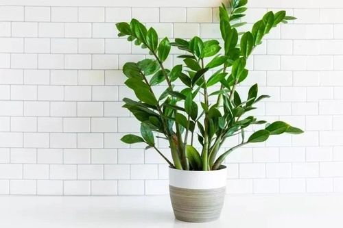 Vì sao nên để cây kim tiền ở trong nhà?