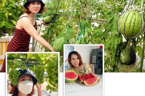 Mẹ đơn thân sở hữu khu vườn sân thượng trĩu quả ngay giữa Sài Gòn