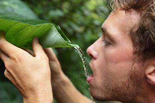 Tại sao động vật có khả năng nhịn đói tốt hơn nhiều so với con người?