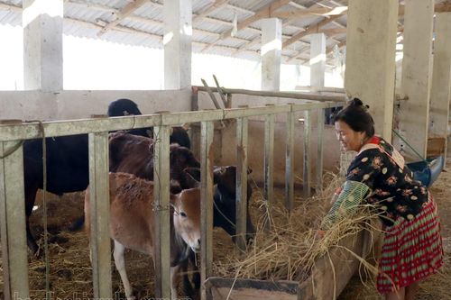 Khó thực hiện dự án hỗ trợ phát triển sản xuất