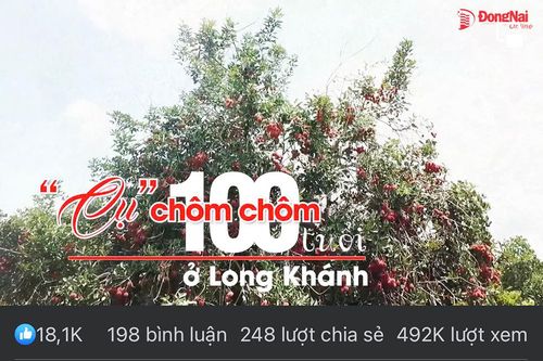 Clip 'Cụ' chôm chôm trăm tuổi ở Long Khánh có gần nửa triệu lượt người xem trên Facebook