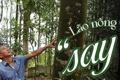 Lão nông 'say' nghề rừng
