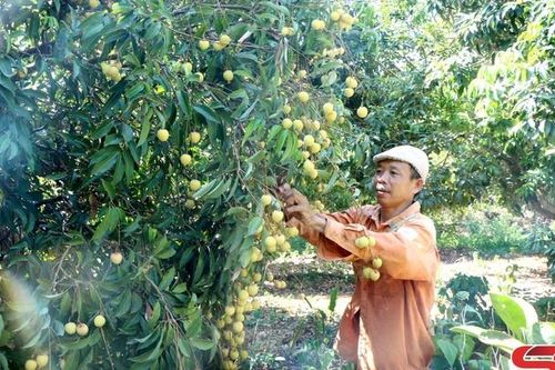 Xây dựng nông thôn mới ở Pi Toong