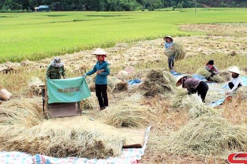 Khẩn trương thu hoạch lúa xuân, sản xuất vụ mùa