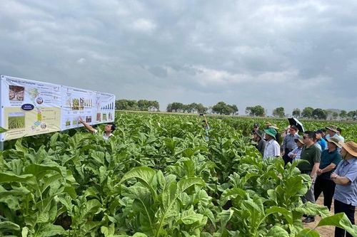 Dự án Chín ngọn 'Ripe top' project