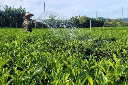 Hà Tĩnh: Nỗ lực chống hạn cho cây chè