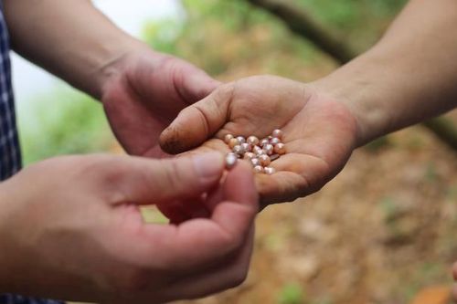 Nuôi trai ngọc nước ngọt gắn với phục vụ du lịch sinh thái ở Sơn Tây