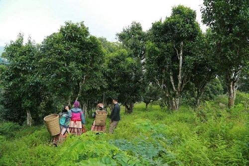 Lào Cai: Chè tuyết shan cổ thụ trăm tuổi được công nhận Cây di sản Việt Nam