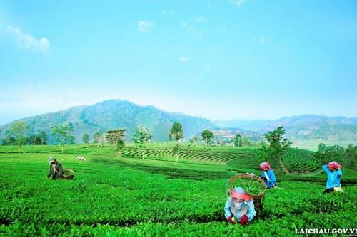 Đồi chè Tân Uyên - Điểm đến hấp dẫn