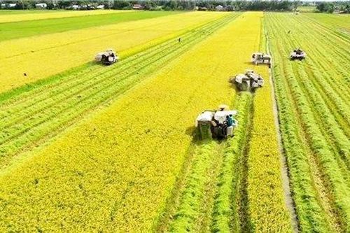 Tỉnh nào có diện tích trồng lúa lớn nhất Việt Nam?