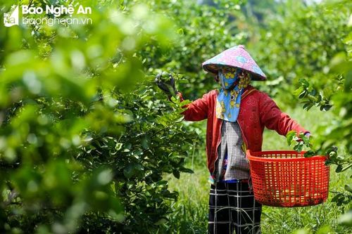 Lá chanh, lá ổi được thương lái Nghệ An thu mua giá cao