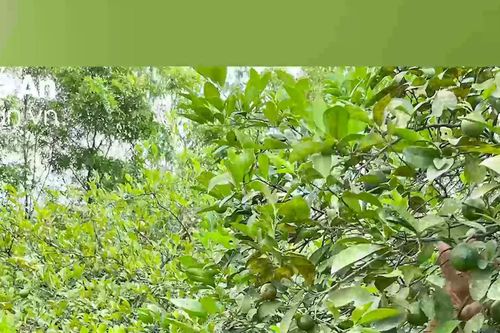Lá chanh, lá ổi ở Nghệ An đắt hàng