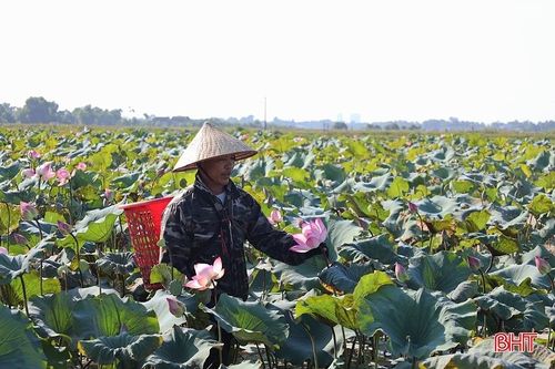 Nông dân Thạch Hà vào mùa thu hoạch gương sen