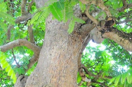 'Cụ me' ban đầu 40 triệu, chủ cây đã làm điều này khiến đại gia trả 10 tỷ vẫn không bán