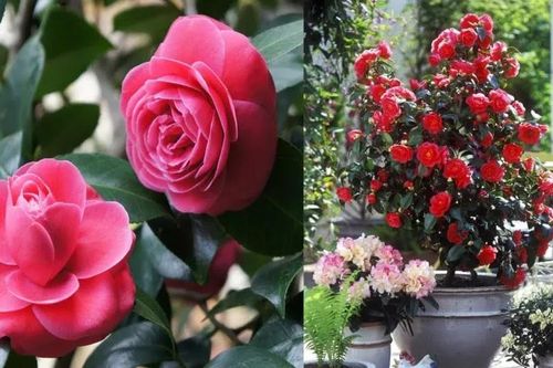 Trồng hoa trà biết 6 bí quyết này hoa nở tươi rực rỡ