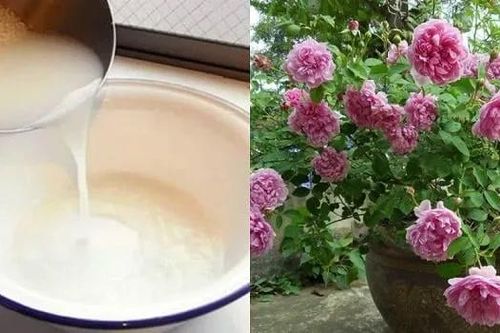 Không cần phân bón, thứ nước này giúp lá tươi xanh, hoa nở rộ lại chẳng tốn tiền mua