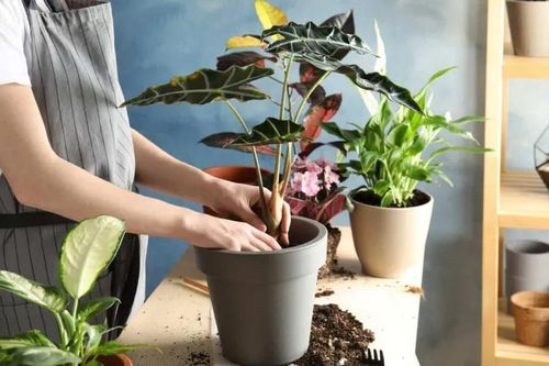 2 thứ không tốn tiền mua nhưng giúp cây cảnh có rễ khỏe, hoa nở quanh năm