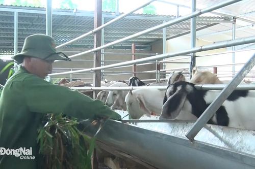 Giá dê chưa có dấu hiệu hồi phục, người chăn nuôi vẫn 'gồng' lỗ